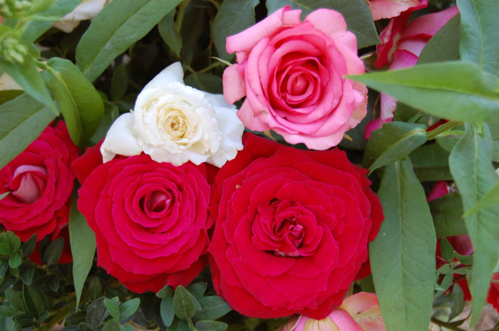 DSC_4563 - Ziua Rozelor 2012 Ciumbrud