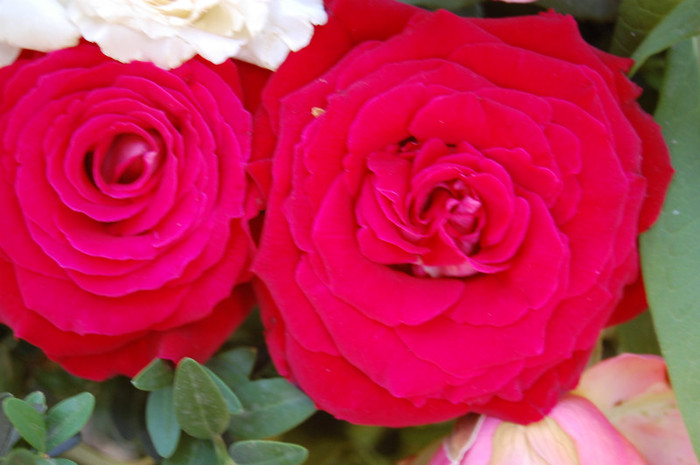 DSC_4564 - Ziua Rozelor 2012 Ciumbrud