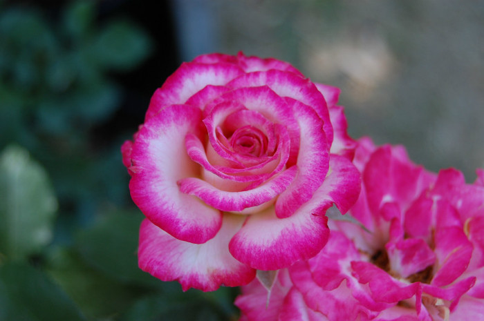 DSC_4568 - Ziua Rozelor 2012 Ciumbrud