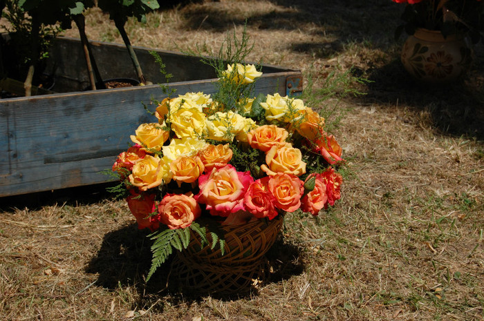 DSC_4583 - Ziua Rozelor 2012 Ciumbrud