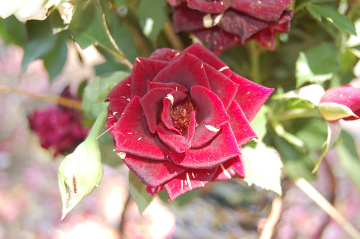 DSC_4585 - Ziua Rozelor 2012 Ciumbrud