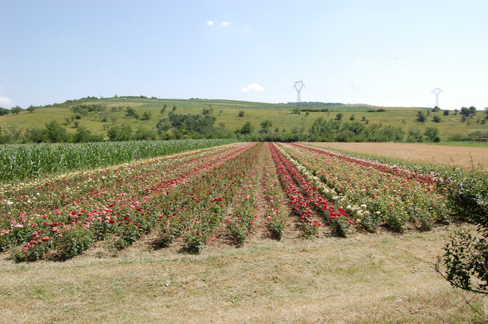 DSC_4591 - Ziua Rozelor 2012 Ciumbrud