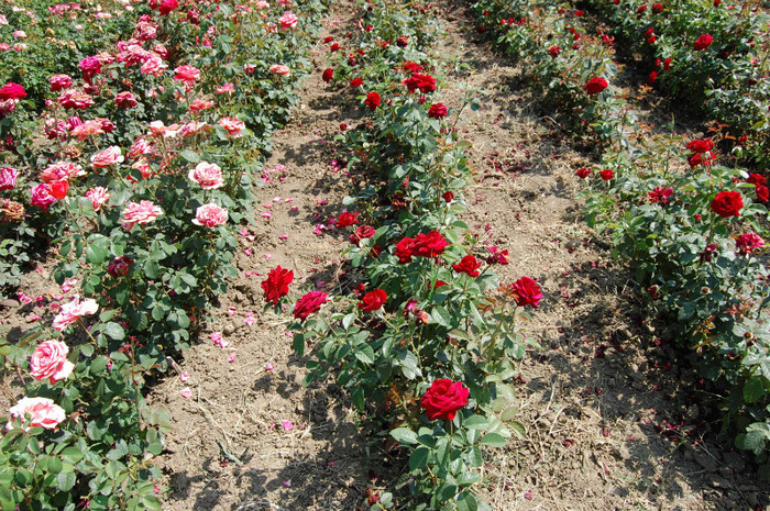 DSC_4594 - Ziua Rozelor 2012 Ciumbrud