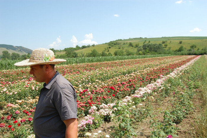 DSC_4595 - Ziua Rozelor 2012 Ciumbrud