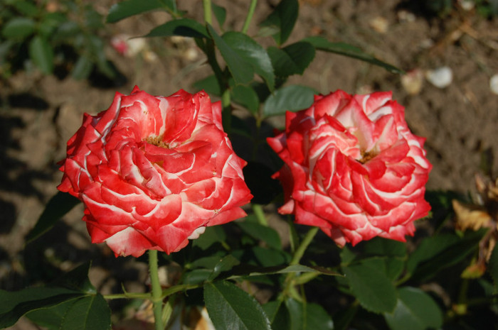 DSC_4597 - Ziua Rozelor 2012 Ciumbrud