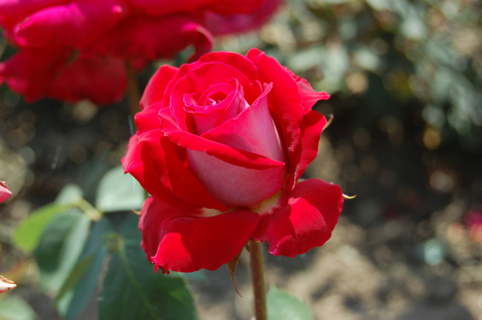 DSC_4606 - Ziua Rozelor 2012 Ciumbrud