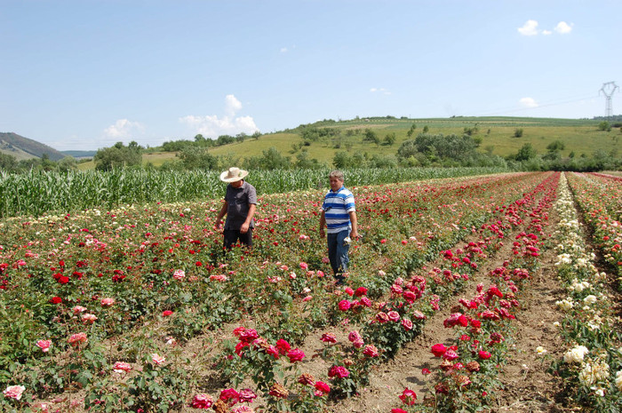 DSC_4614 - Ziua Rozelor 2012 Ciumbrud