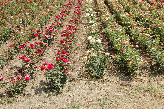 DSC_4616 - Ziua Rozelor 2012 Ciumbrud