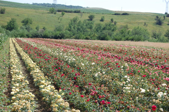 DSC_4622 - Ziua Rozelor 2012 Ciumbrud