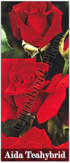 Trandafiri - Aida - Teahybrid - Butasi de trandafiri Ciumbrud Plant