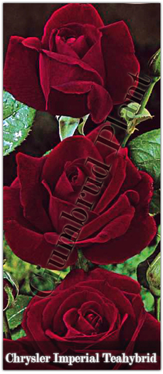 Trandafiri - Chrysler Imperial - Teahybrid - Butasi de trandafiri Ciumbrud Plant