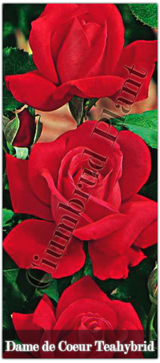Trandafiri - Dame de Coeur - Teahybrid