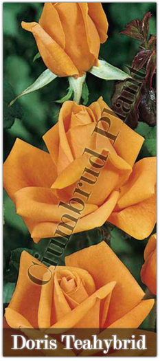 Trandafiri - Doris - Teahybrid