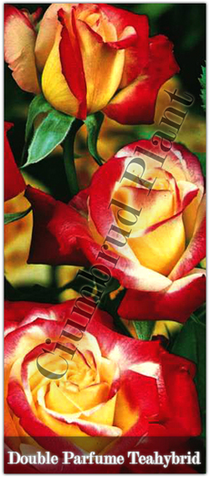 Trandafiri - Double Parfume - Teahybrid - Butasi de trandafiri Ciumbrud Plant