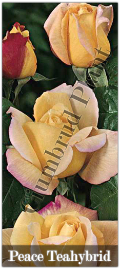 Trandafiri - Peace - Teahybrid - Butasi de trandafiri Ciumbrud Plant