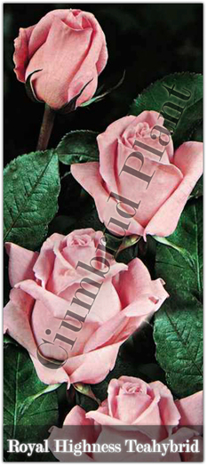 Trandafiri - Royal Highness - Teahybrid - Butasi de trandafiri Ciumbrud Plant