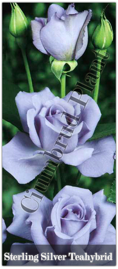 Trandafiri - Sterling Silver - Teahybrid - Butasi de trandafiri Ciumbrud Plant