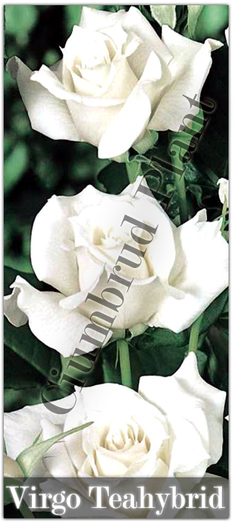 Trandafiri - Virgo - Teahybrid - Butasi de trandafiri Ciumbrud Plant