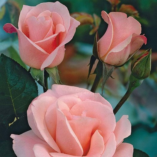 trandafiri-flamingo~l_753574 - Butasi de trandafiri Ciumbrud Plant