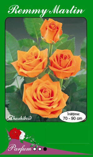 trandafiri-remmy-martin~l_380167 - Butasi de trandafiri Ciumbrud Plant