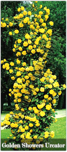Trandafiri - Golden Showers - Urcator - Butasi de trandafiri Ciumbrud Plant
