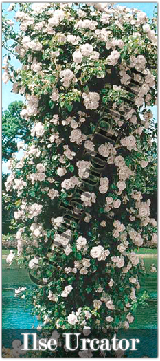 Trandafiri - Ilse - Urcator - Butasi de trandafiri Ciumbrud Plant