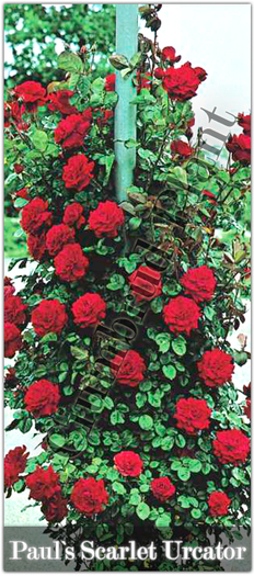 Trandafiri - Paul`s Scarlet - Urcator - Butasi de trandafiri Ciumbrud Plant