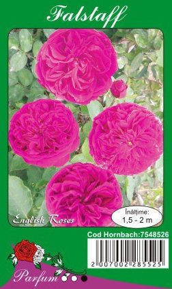 trandafiri-falstaff~l_751084 - Butasi de trandafiri Ciumbrud Plant