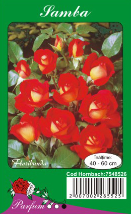 samba - Butasi de trandafiri Ciumbrud Plant