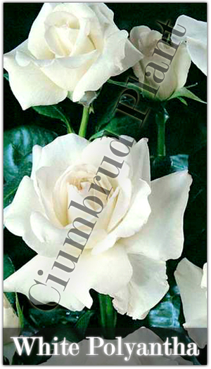 Trandafiri-White-polyantha - Butasi de trandafiri Ciumbrud Plant