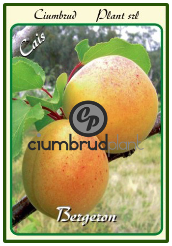 cais bergeron - Pomi fructiferi Ciumbrud Plant