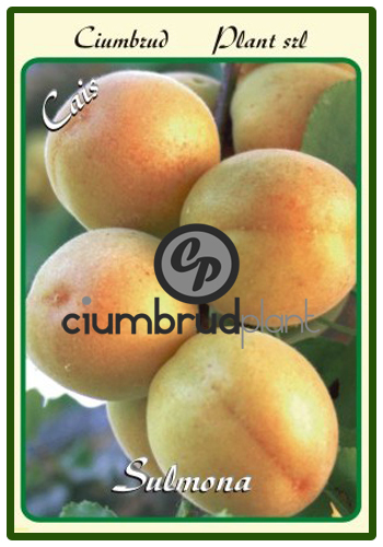 cais sulmona - Pomi fructiferi Ciumbrud Plant