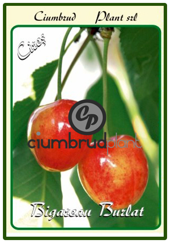 cires bigareau burlat - Pomi fructiferi Ciumbrud Plant