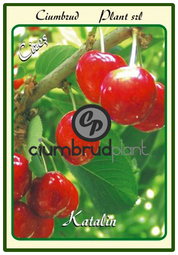cires katalin - Pomi fructiferi Ciumbrud Plant