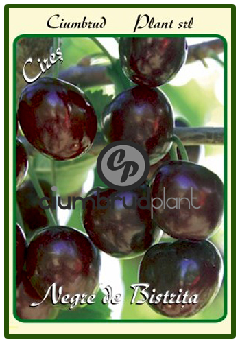 cires negre de bistrita - Pomi fructiferi Ciumbrud Plant