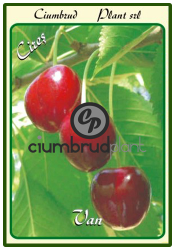 cires van - Pomi fructiferi Ciumbrud Plant