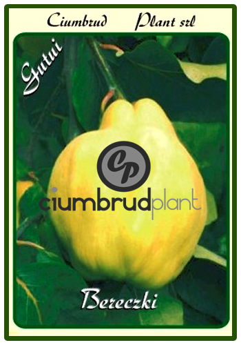 gutui bereczki - Pomi fructiferi Ciumbrud Plant