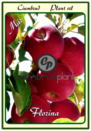 mar florina - Pomi fructiferi Ciumbrud Plant