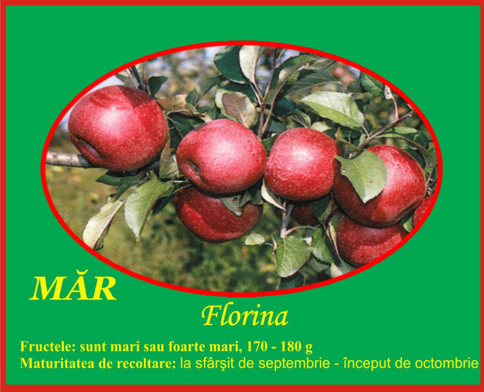mar florina1 - Pomi fructiferi Ciumbrud Plant
