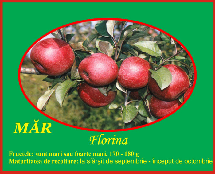 mar florina1