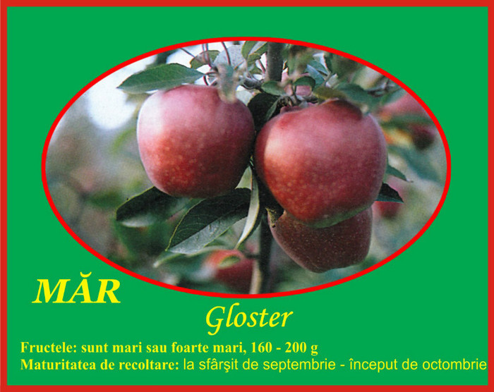 mar gloster - Pomi fructiferi Ciumbrud Plant