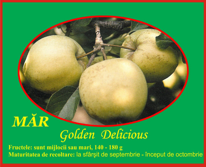 mar golden delicious - Pomi fructiferi Ciumbrud Plant