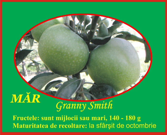 mar granny smith - Pomi fructiferi Ciumbrud Plant