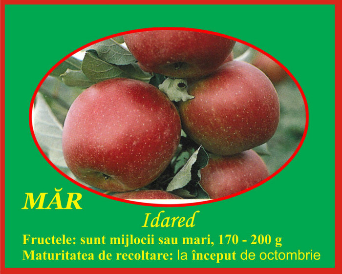 mar idared - Pomi fructiferi Ciumbrud Plant