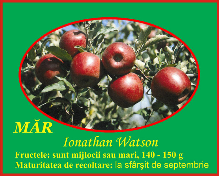 mar ionathan watson - Pomi fructiferi Ciumbrud Plant