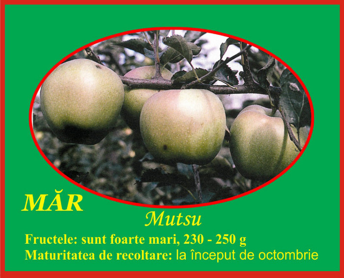 mar mutsu - Pomi fructiferi Ciumbrud Plant