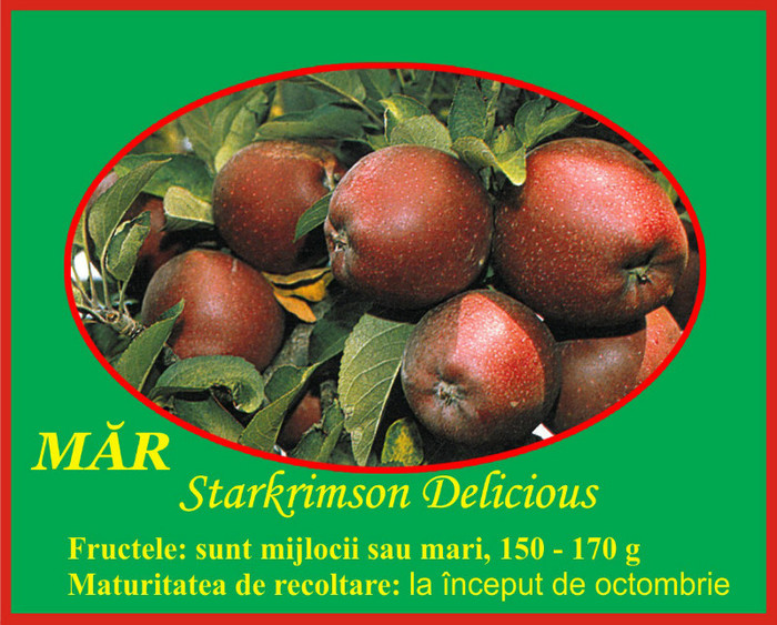 mar starkrimson delicious - Pomi fructiferi Ciumbrud Plant