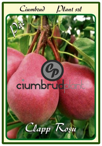 par clapp rosu - Pomi fructiferi Ciumbrud Plant
