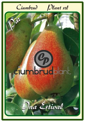 par ina estival - Pomi fructiferi Ciumbrud Plant