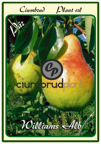 par williams alb - Pomi fructiferi Ciumbrud Plant